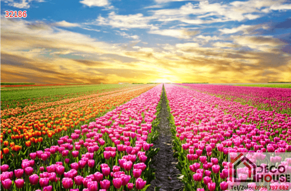 Tranh kính phong cảnh hoa tulip